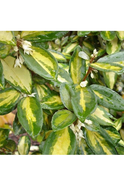 Елеагнус ebbingei `Limelight`